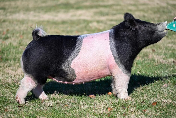 Mother of Pile Driver