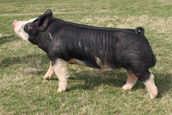 Top Cut Genetics: Gettin' Lit